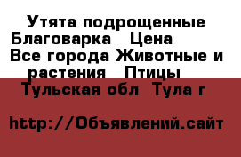 Утята подрощенные Благоварка › Цена ­ 100 - Все города Животные и растения » Птицы   . Тульская обл.,Тула г.